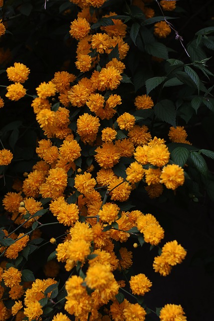 Flores, Mamás, Pétalos, Flora, Botánica