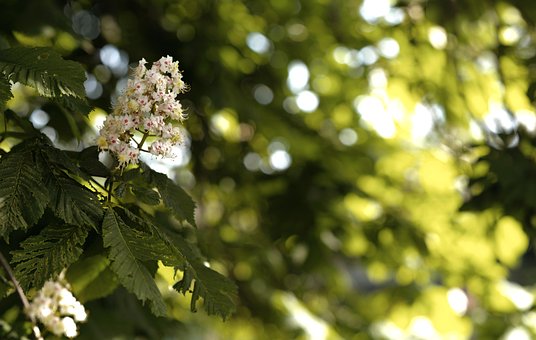 Free Tree Horse-Chestnut photo and picture