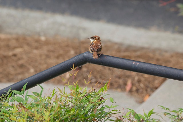 Pájaro, Reyezuelo, Fauna Silvestre