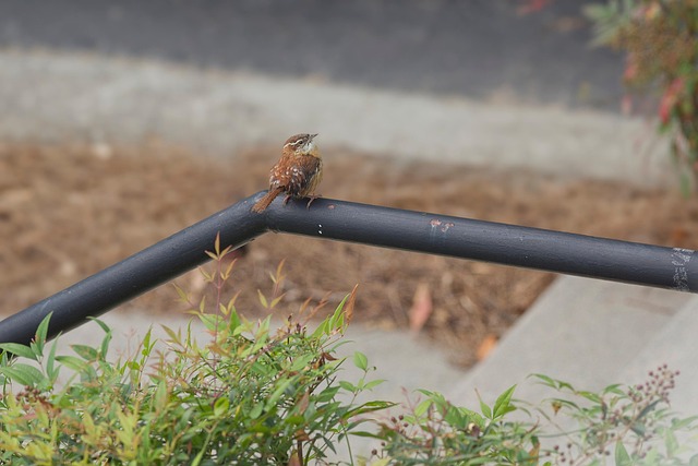 Pájaro, Reyezuelo, Fauna Silvestre