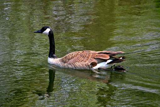 Free Bird Goose photo and picture