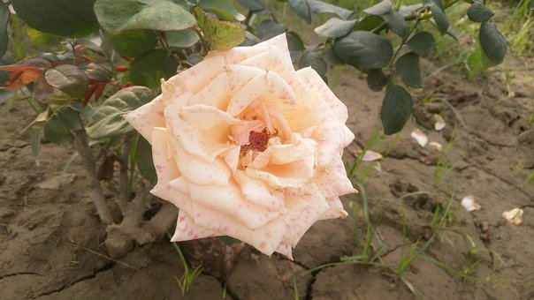 Free Flower Arrangement Flower Delivery photo and picture
