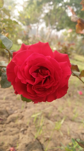 Free Flower Arrangement Flower Delivery photo and picture