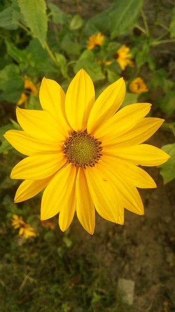Free Helianthus Flower photo and picture
