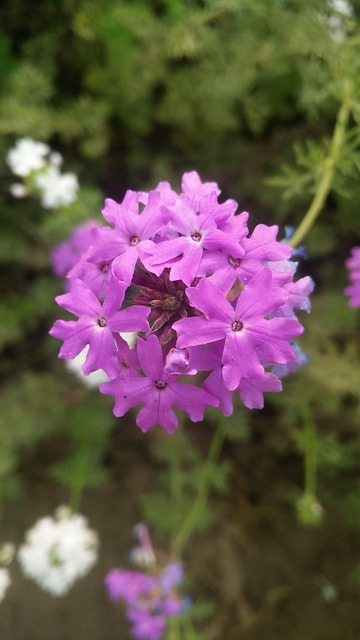 Free Verbena Flowers photo and picture
