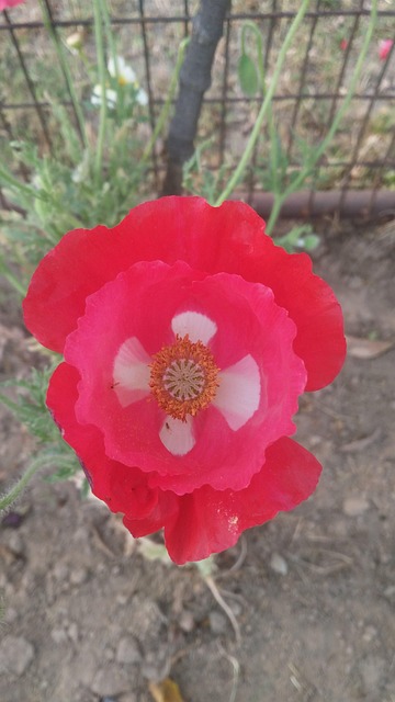 Free Flower Arrangement Flower Delivery photo and picture