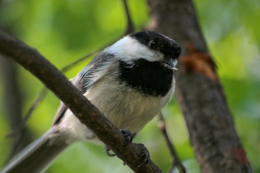 Free Bird Animal photo and picture