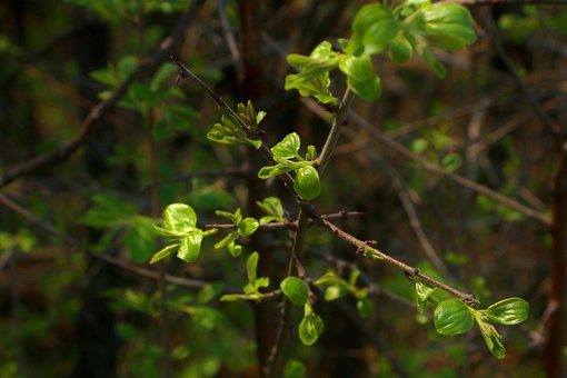 Free Spring Nature photo and picture