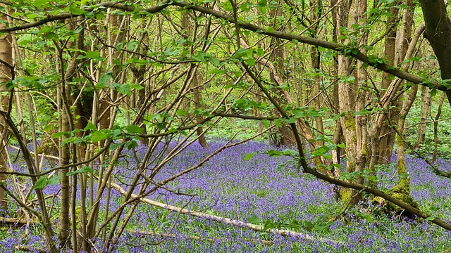 Free Bluebells Nature photo and picture