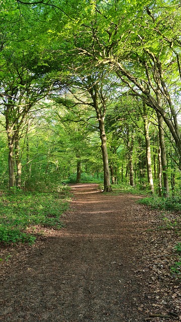 Free Sun Trees photo and picture