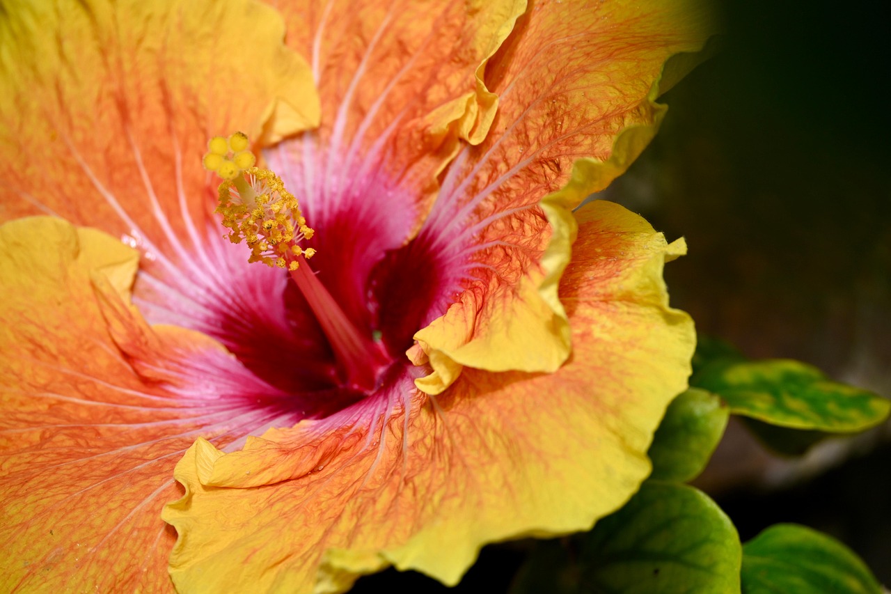 Flower Hibiscus Plant Free photo on Pixabay Pixabay