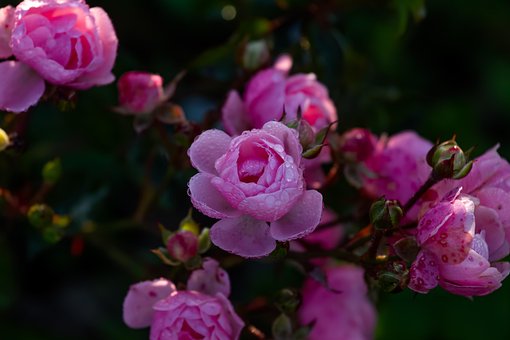 Blomster, Blomst Baggrund