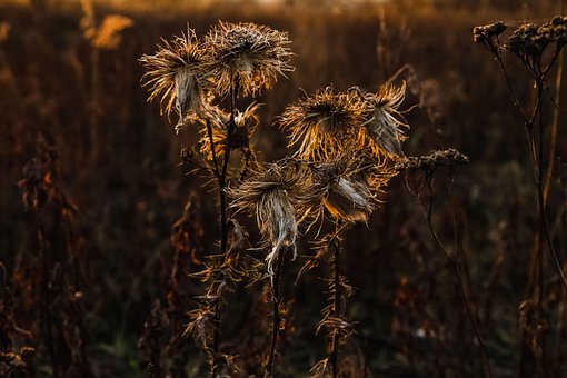 Blomster, Skrivebordsbaggrunde, Tapet 4K