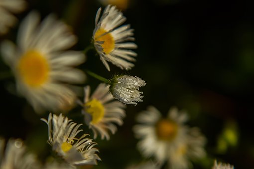 Blomster, Kamille, Dug Dråber, Dug