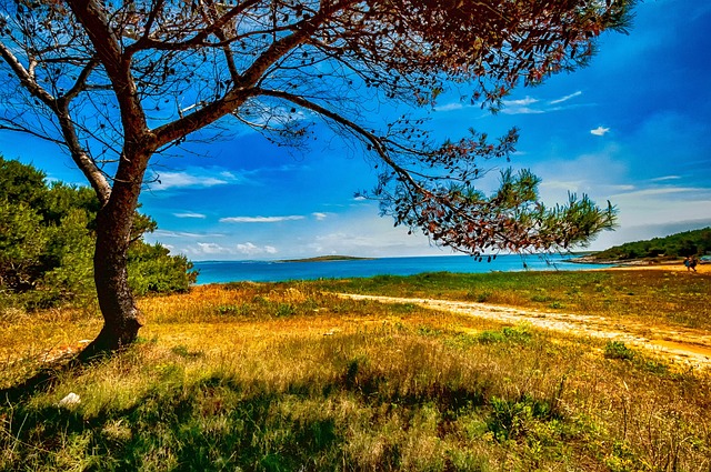 Free Tree Valley photo and picture