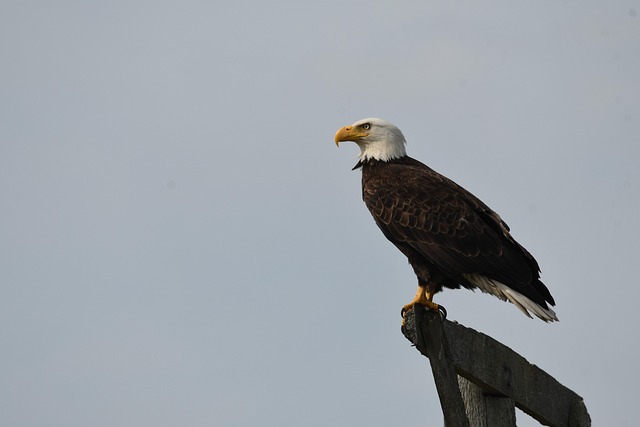 Free Bird Eagle photo and picture