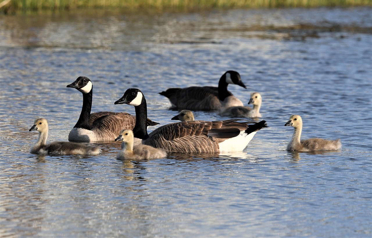 Canadian Geese Birds Birdwatching Free photo on Pixabay Pixabay