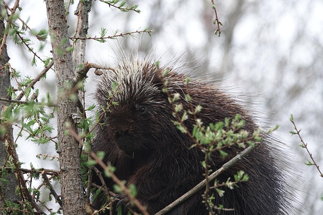 Free Porcupine Larch photo and picture