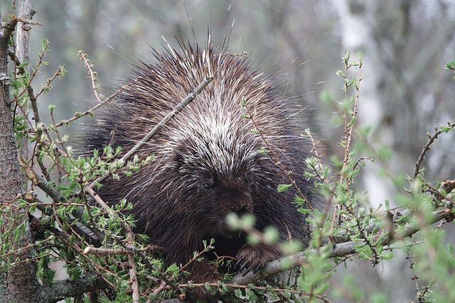 Free Porcupine Wildlife photo and picture