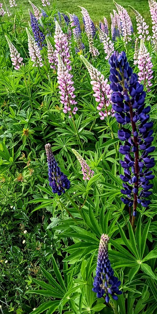 Free Lupin Flower photo and picture
