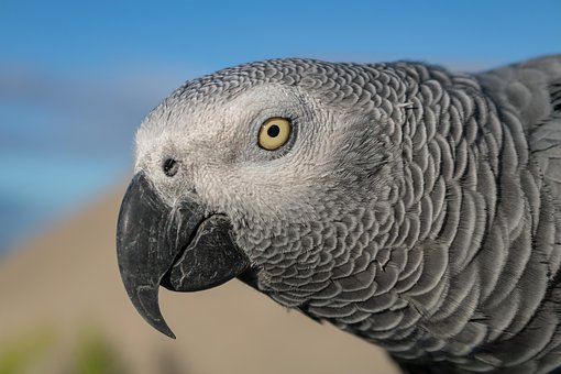 Free Bird Parrot photo and picture