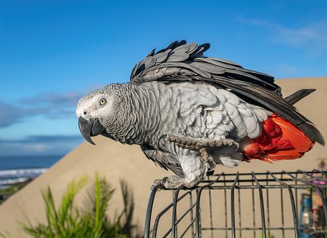 Free Bird Parrot photo and picture