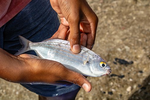 Free Fish Karanteen photo and picture