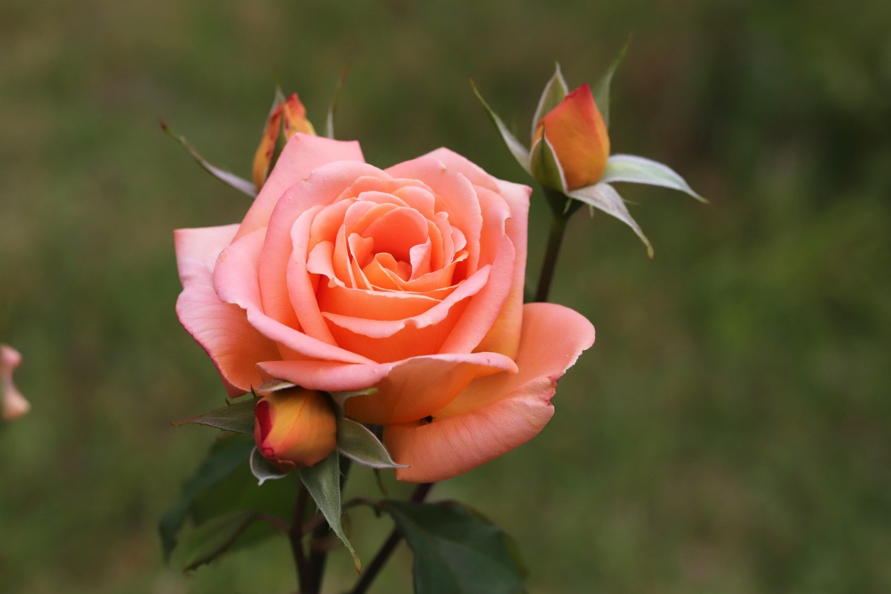Rose Flower Plant Free photo on Pixabay Pixabay