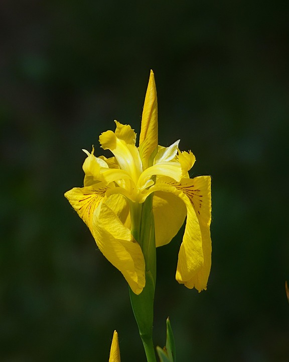 黄菖蒲 植物 草本植物 - Pixabay上的免费照片 - Pixabay