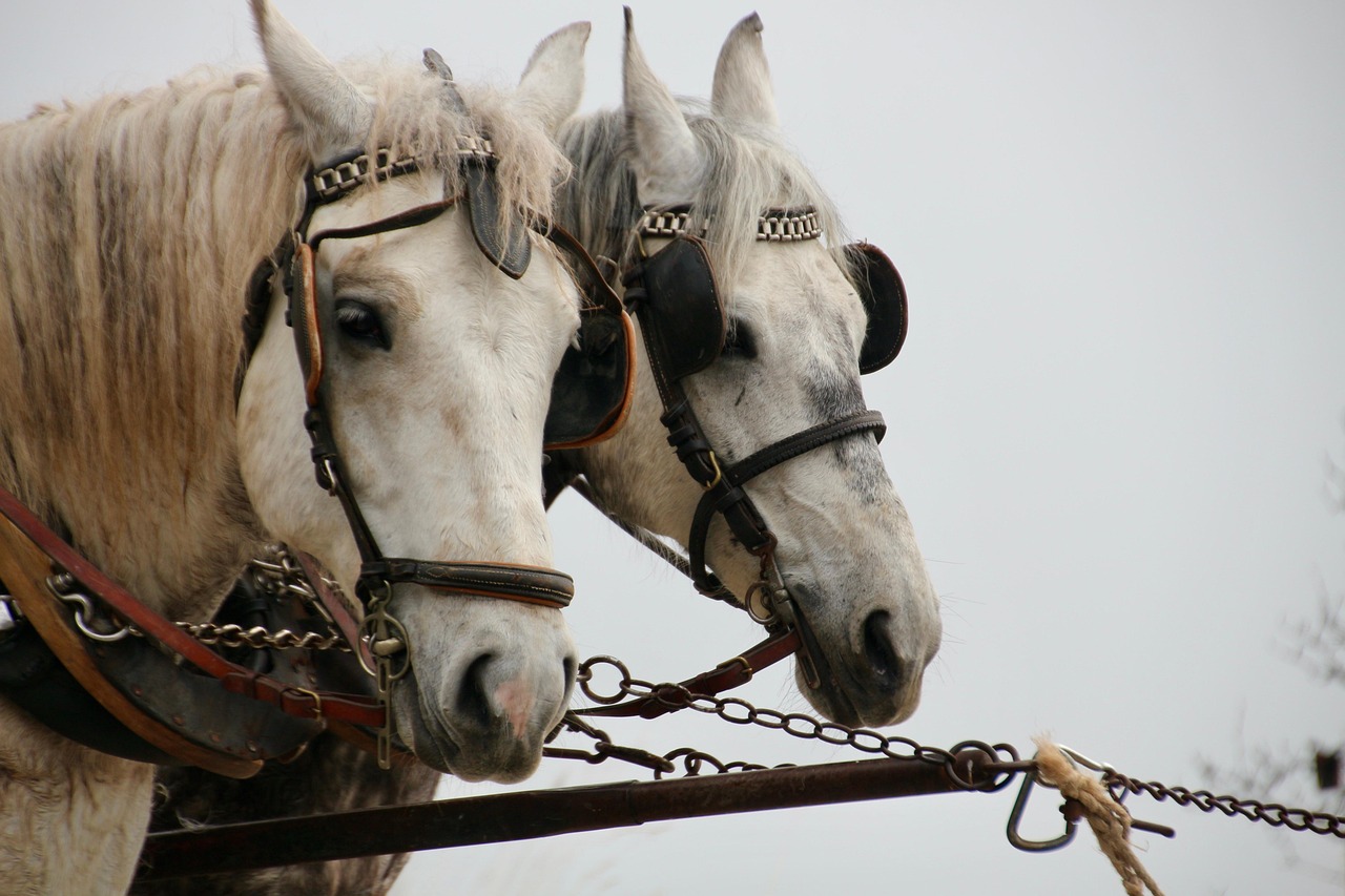 Horse Ride Friend - Free photo on Pixabay - Pixabay