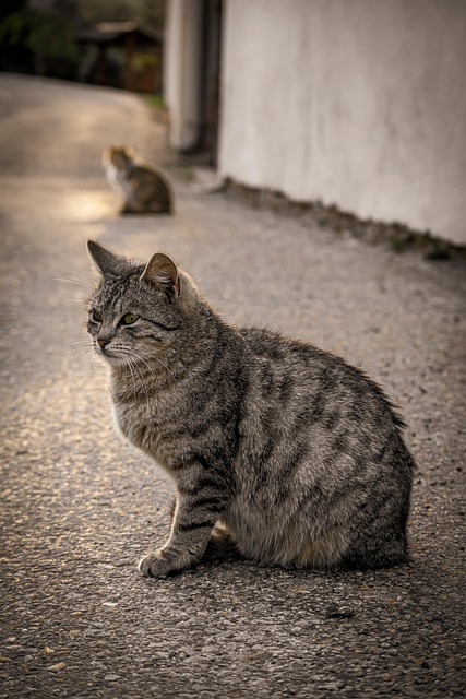 Dier, Kat, Zoogdier, Katachtig, Huisdier