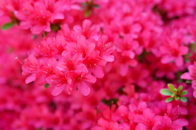 Free Flowers Bloom photo and picture