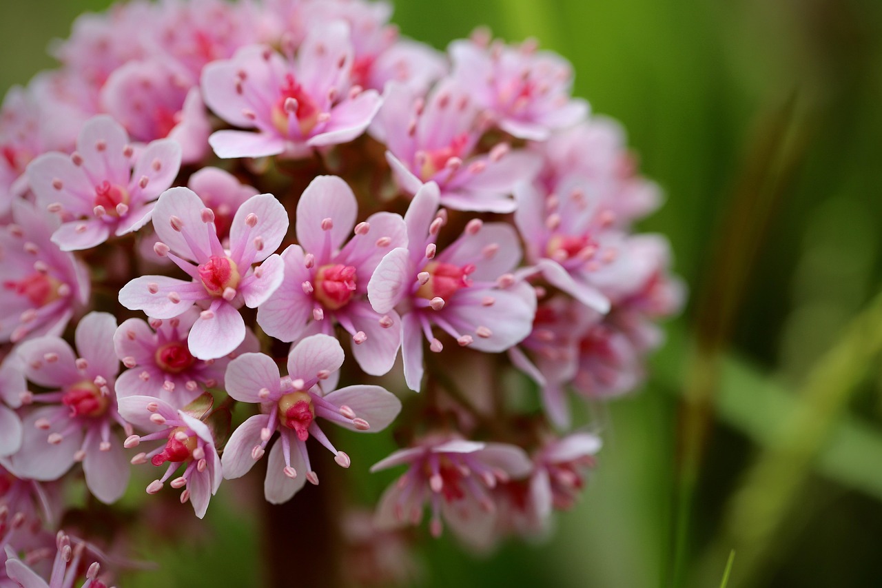 Download free HD stock image of Shield Sheet Inflorescence Free Shield Sheet Inflorescence photo and picture