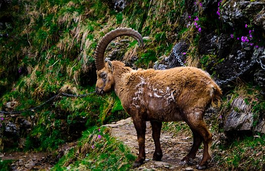 Alpensteinbock, Tier, Steinbock