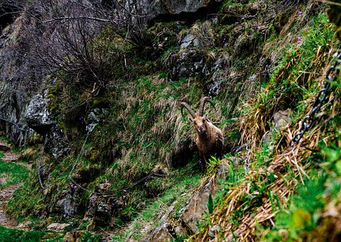Alpensteinbock, Tier, Steinbock