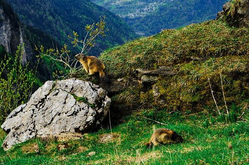 Murmeltier, Alpen, Tierwelt, Natur