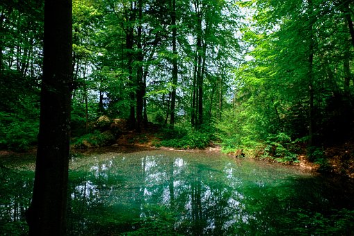 Lake, Natur, Wald, Landschaft