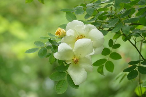 Der Rosenstrauch, Blumen, Weiße Blumen