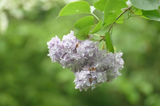 Lila, Blumen, Strauch, Natur, Garten