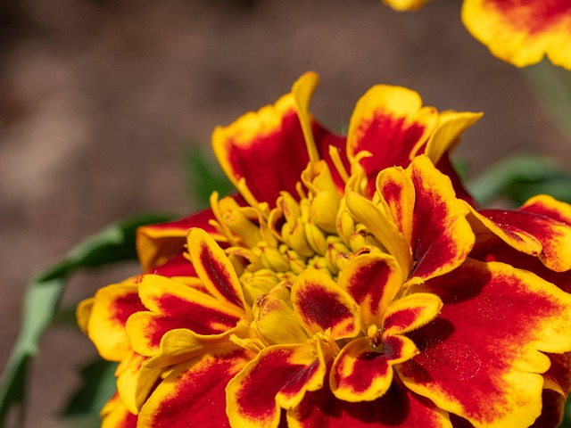 Blomst, Natur, Sommer