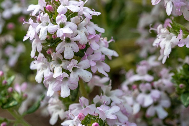 Plante, Blomst, Natur