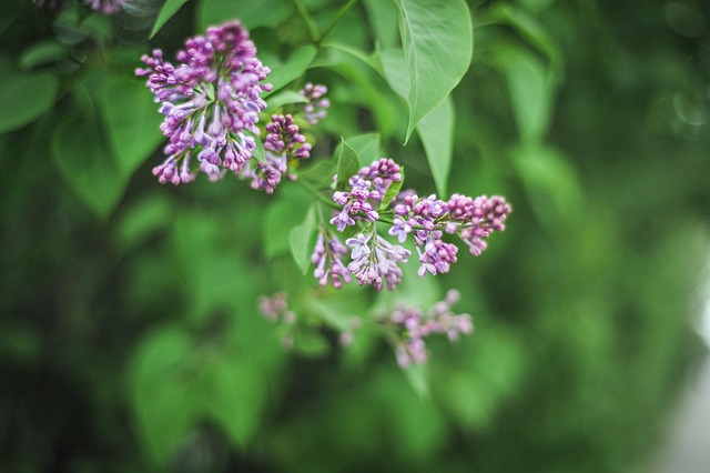 Lilla, Blomst, Natur, Forår, Blomstre