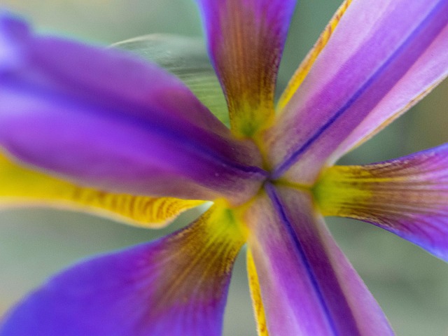 Blomst, Natur, Vegetabilsk