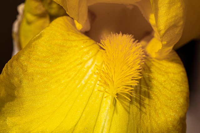 Blomst, Feminin, Natur, Gul