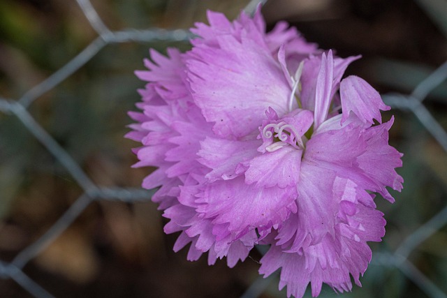 Blomst, Blomster, Natur