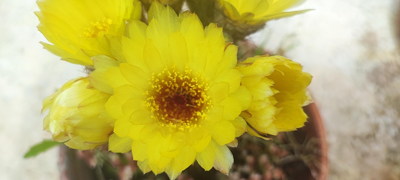 Bunga Kuning Serbuk - Foto gratis di Pixabay - Pixabay