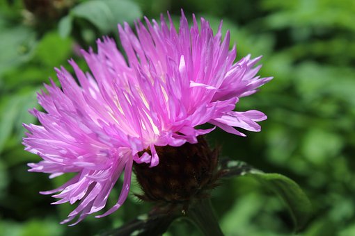 Bloem, Plantkunde, Bloom, Bloesem