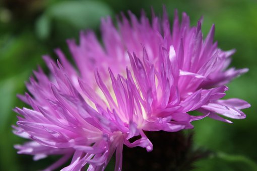 Bloem, Plantkunde, Bloom, Bloesem