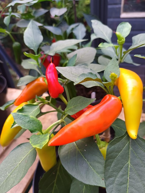 Chili, Rot, Orange, Gelb, Pflanze, Heiß