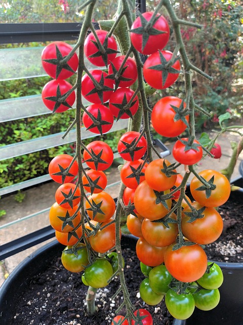 Tomaten, Gemüsegarten, Gartenarbeit